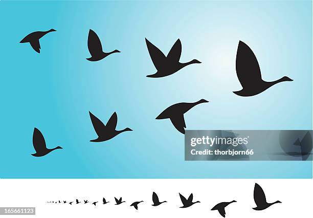 birds flying in bildung - goose stock-grafiken, -clipart, -cartoons und -symbole