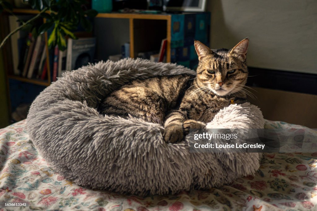 Tabby cat relaxing in it’s cat bed