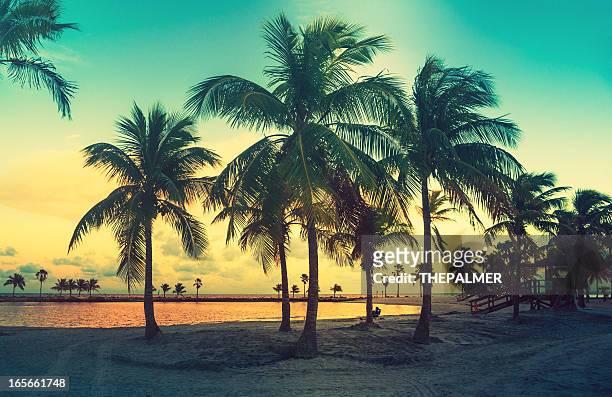beach miami - palmboom stockfoto's en -beelden