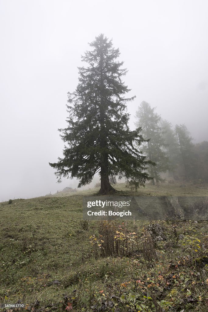 Foggy Alpine Forest in Bernese Oberland Switzerland
