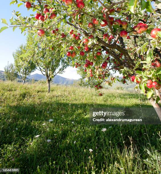 äpfel auf einem ast - apfelbaum stock-fotos und bilder