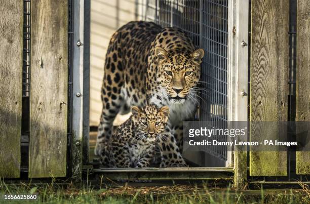 The only surviving critically endangered Amur Leopard cub born in Europe this year. Along with its mother Kristen, takes its first steps into its...