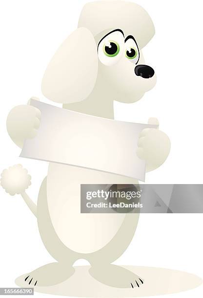 poodle holding a small blank banner - white poodle stock illustrations