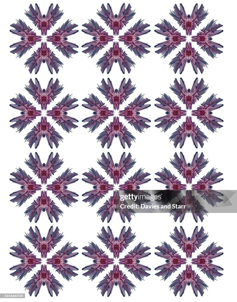 Purple Flower Pattern