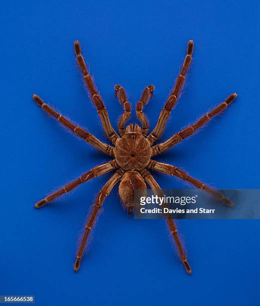 goliath birdeater tarantula on blue - theraphosa blondi stock pictures, royalty-free photos & images
