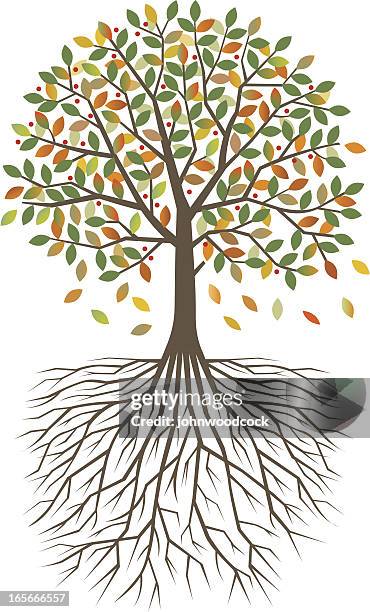 Circle Roots Vector Plant Roots Circle High Res Illustrations - Getty Images