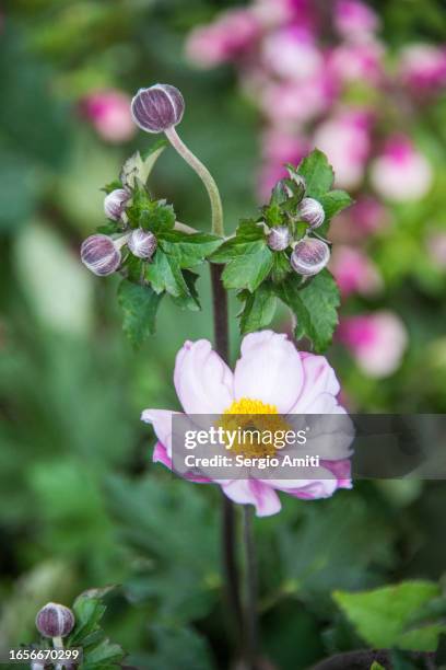 japanese thimbleweed on sale at flower market - anemone flower arrangements stock pictures, royalty-free photos & images