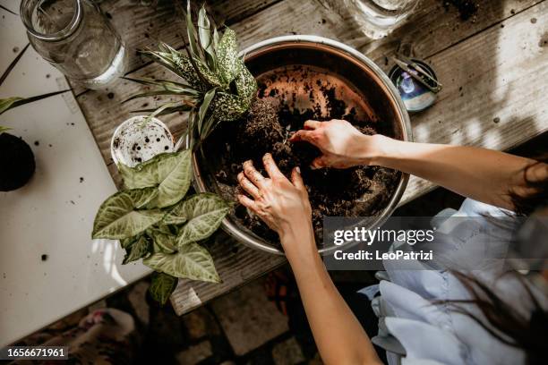 gardening florist kokedama experience - matjord bildbanksfoton och bilder