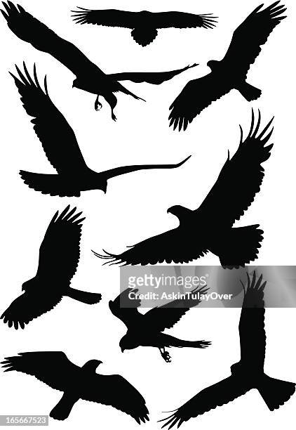 silhouettes of wild birds in flight - flying stock illustrations