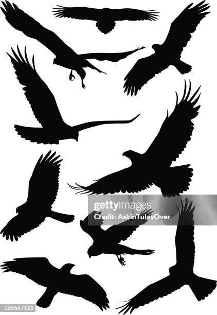 silhouettes of wild birds in flight - flying 幅插畫檔、美工圖案、卡通及圖標