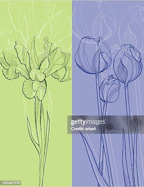 iris and tulips - iris flower stock illustrations