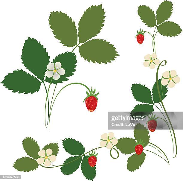 strawberry - strawberry blossom stock illustrations