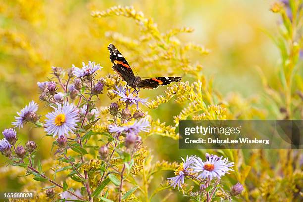 butterfly magic - goldenrod stock pictures, royalty-free photos & images