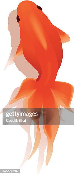 1 546点の金魚イラスト素材 Getty Images 1 546点の金魚イラスト素材 Getty Images