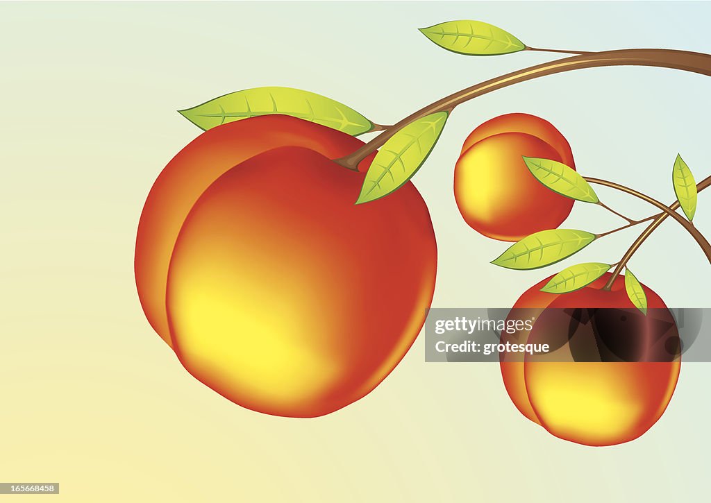 Pfirsich-Obst