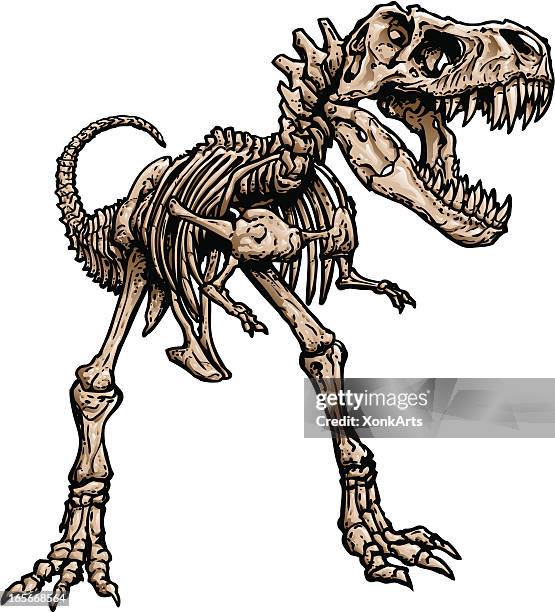 ilustraciones, imágenes clip art, dibujos animados e iconos de stock de t rex esqueleto - esqueleto de animal