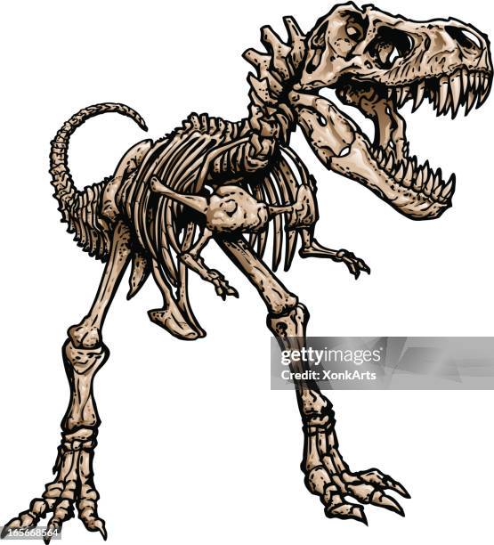 t rex skeleton - tyrannosaurus rex stock illustrations