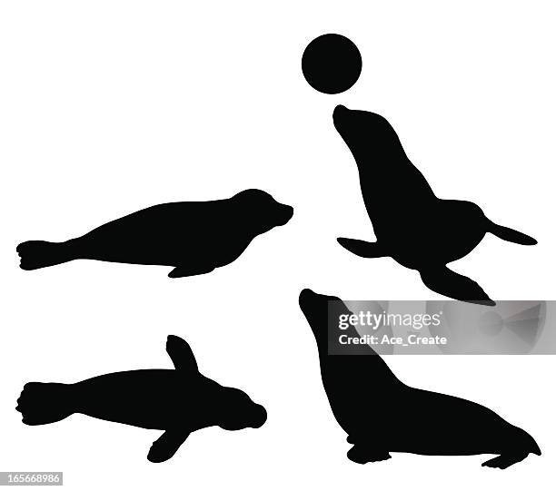 seal silhouette set - newborn animal stock illustrations