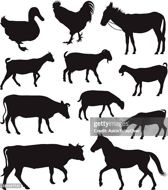 farm animals - cows stock illustrations