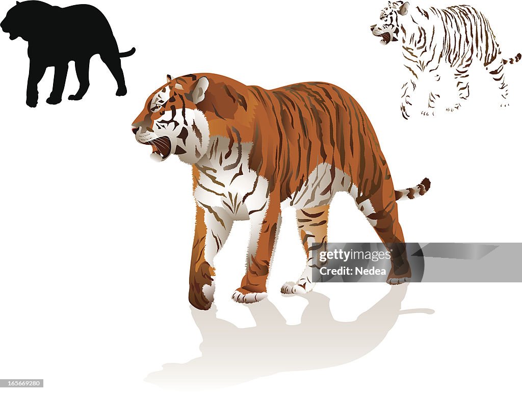 Walking tiger