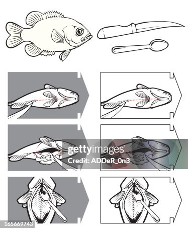 How To Clean A Fish High-Res Vector Graphic - Getty Images