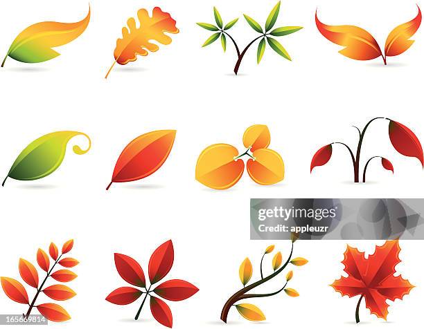 fall leaves - oak leaf stock illustrations