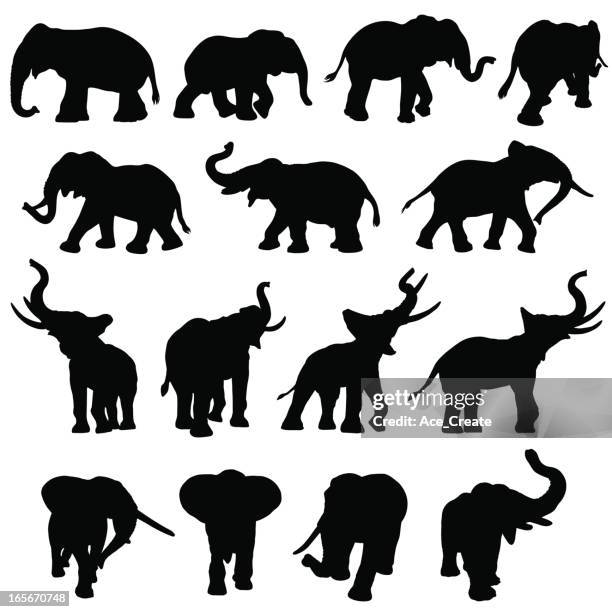 illustrations, cliparts, dessins animés et icônes de silhouette d'éléphants collection - trompe elephant