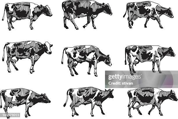 stockillustraties, clipart, cartoons en iconen met cows - runderen hoefdier