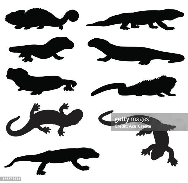 lizard and newt silhouettes - komodo dragon stock illustrations