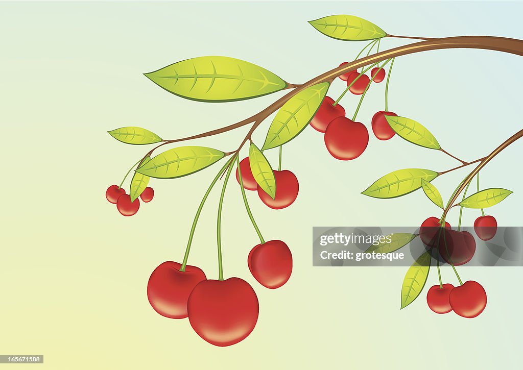 Cherry - Fruits