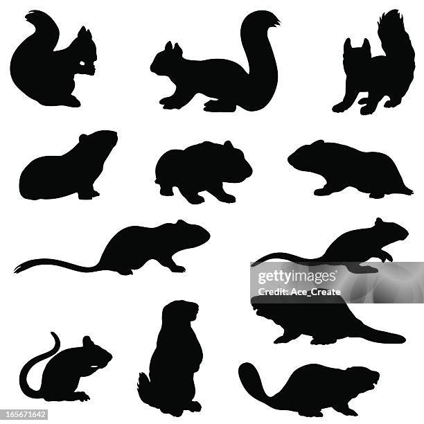 ilustrações, clipart, desenhos animados e ícones de roedor silhueta collection - nojo