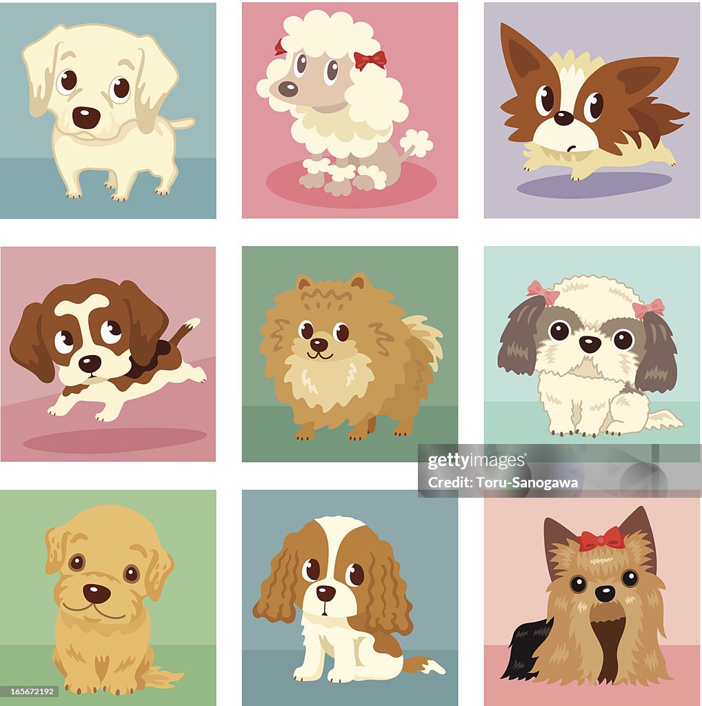 Many poses of puppies