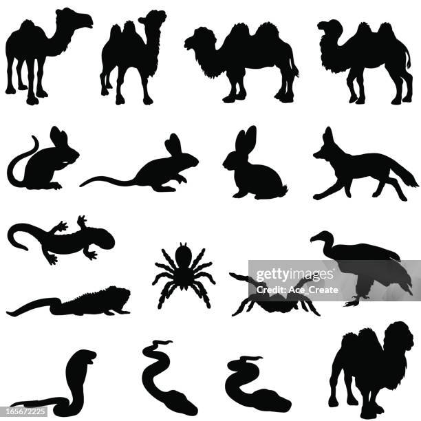 desert animals silhouette set - giant rabbit stock illustrations