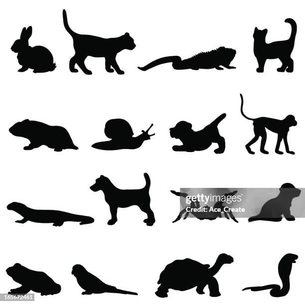 haustier-silhouette kollektion profile - reptile stock-grafiken, -clipart, -cartoons und -symbole