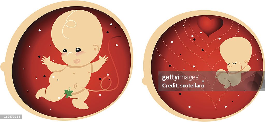 Gestation - fetus growing