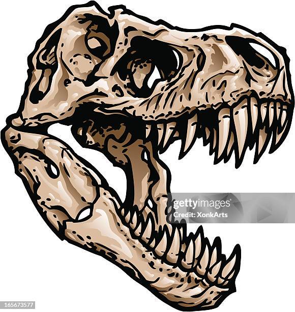 t rex skull - t rex fossil stock illustrations