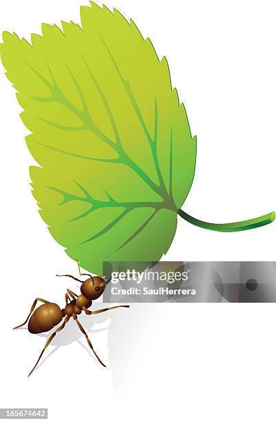 51 Ilustraciones de Hormigas Trabajando - Getty Images 51 Ilustraciones de Hormigas Trabajando - Getty Images