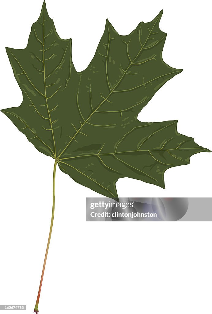 Sugar maple leaf (Acer saccharum)
