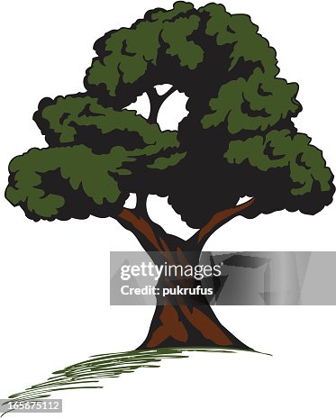 Single Tree Single Tree