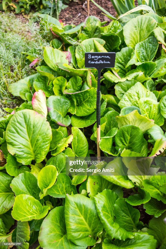 Bergenia cordifolia