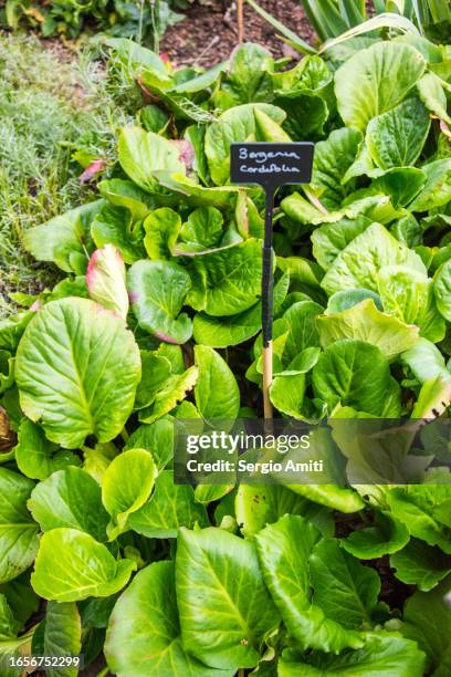 Bergenia Cordifolia High-Res Stock Photo