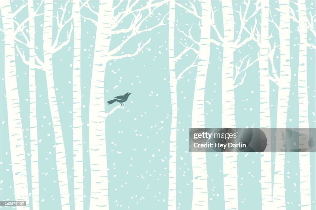 Birch Perch