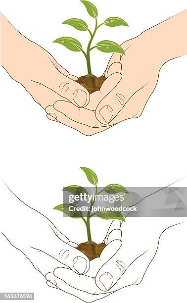 cupped hands and plant. - cupped hands stock illustrations