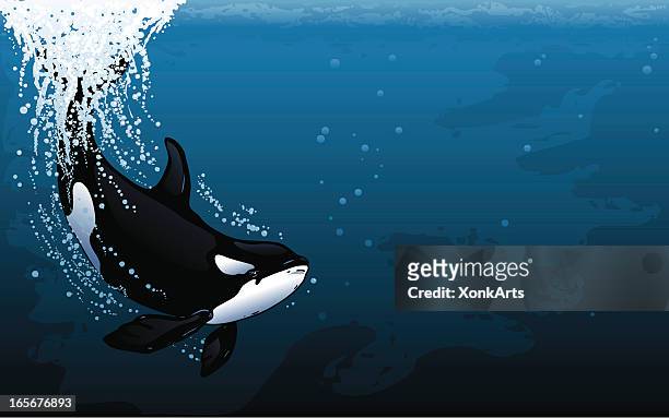 ilustraciones, imágenes clip art, dibujos animados e iconos de stock de orca buceo de pantalla panorámica - killer whale
