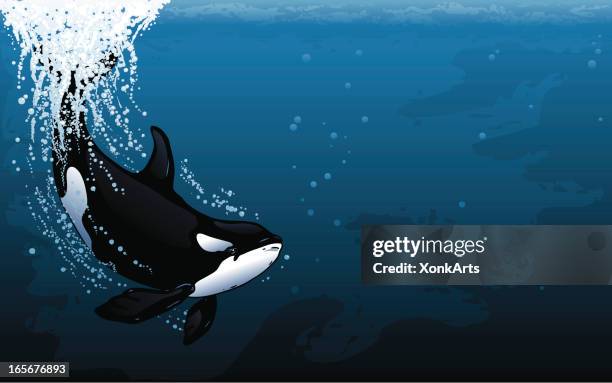 orca dive widescreen - killer whale stock illustrations