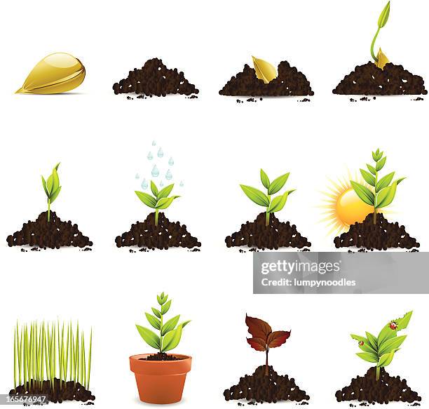 stockillustraties, clipart, cartoons en iconen met seed and plant growth icons - zaad