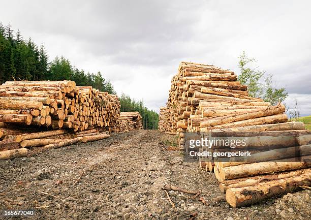 long rows of cut timber - raw stock pictures, royalty-free photos & images