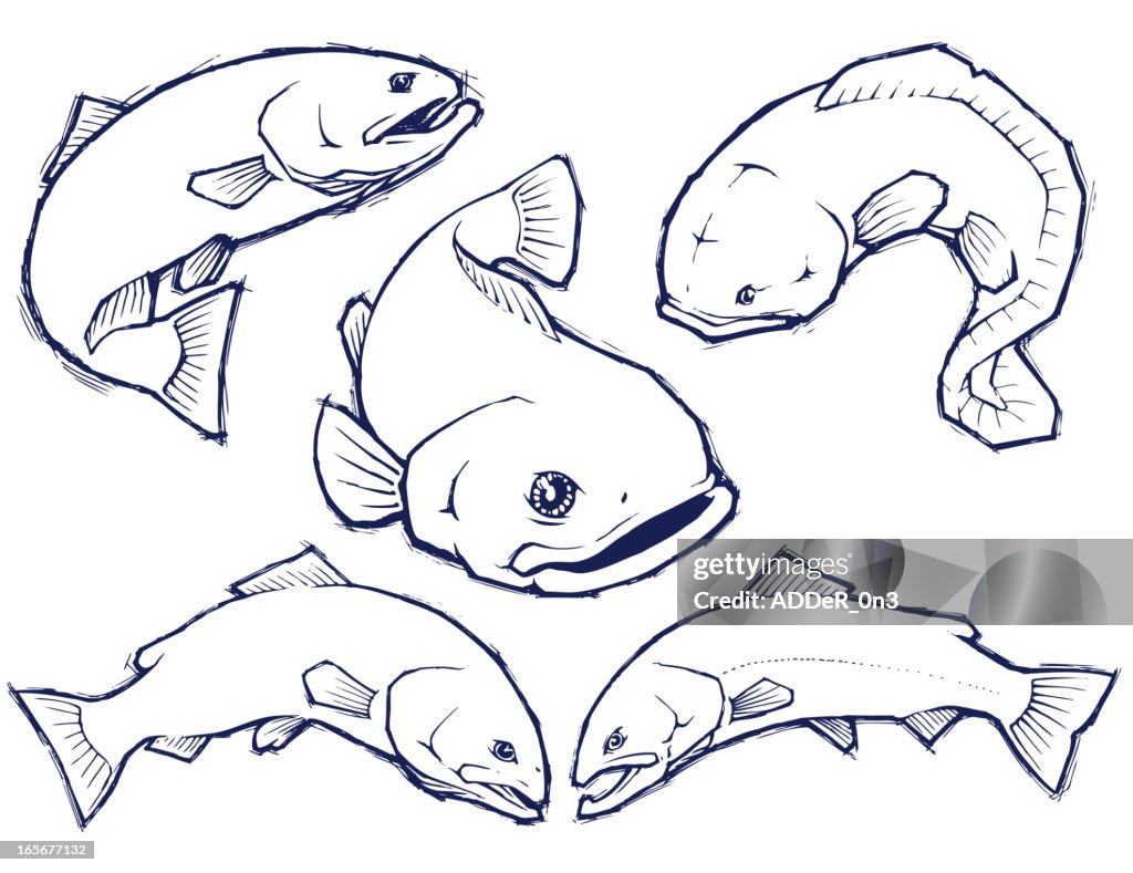 Trophy Fish Ink Drawings High-Res Vector Graphic - Getty Images