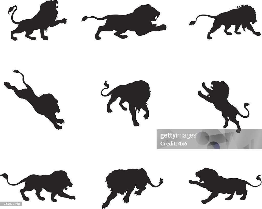 Lion in different actions