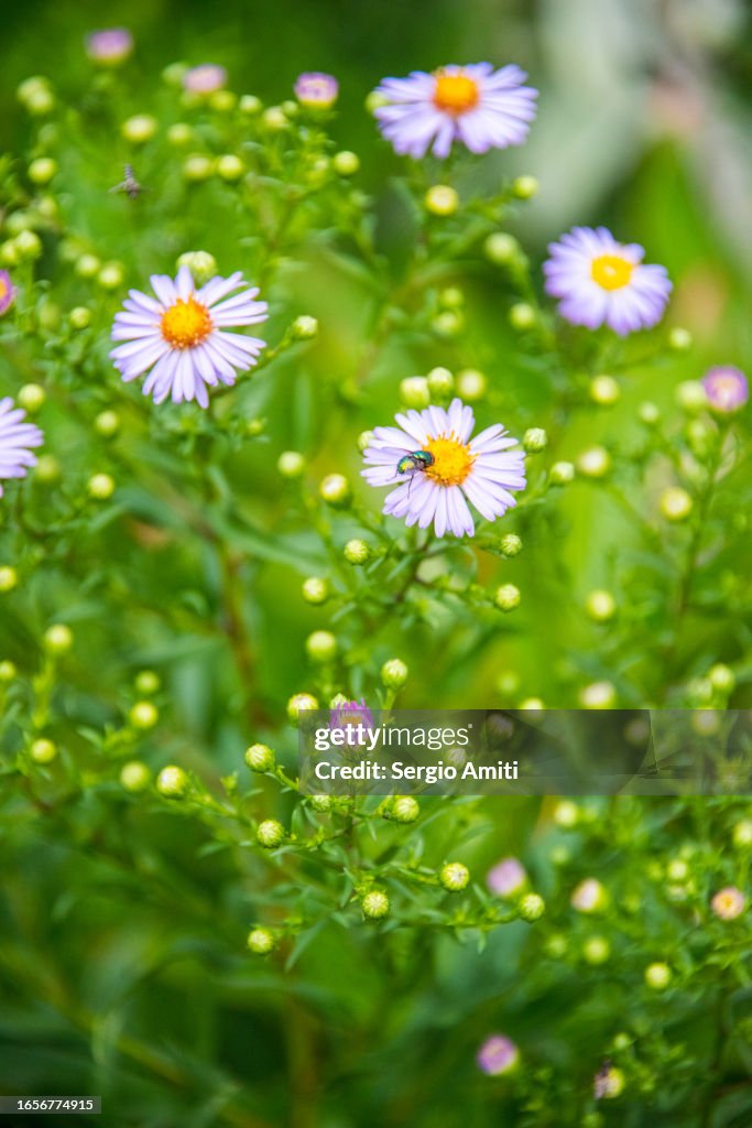 Symphyotrichum novi-belgii